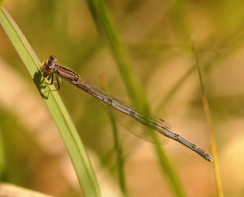 Female
2013_05_13_Fannin